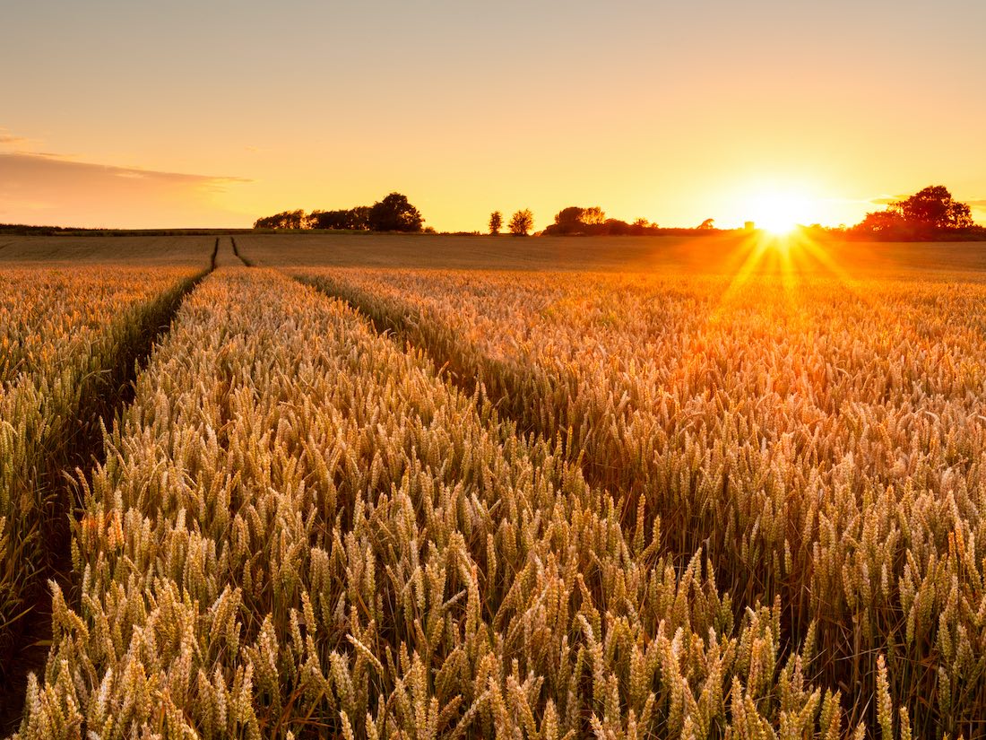 Cullen Resources hits nickel sulphides in wheat paddock at Wongan Hills