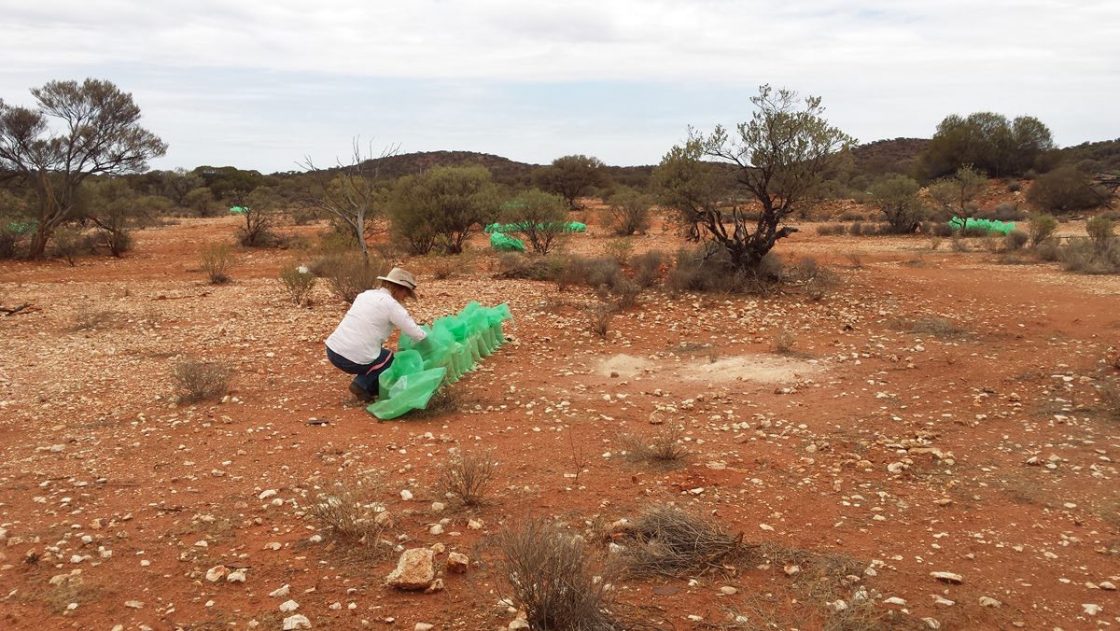 Torian Resources Mt Stirling project