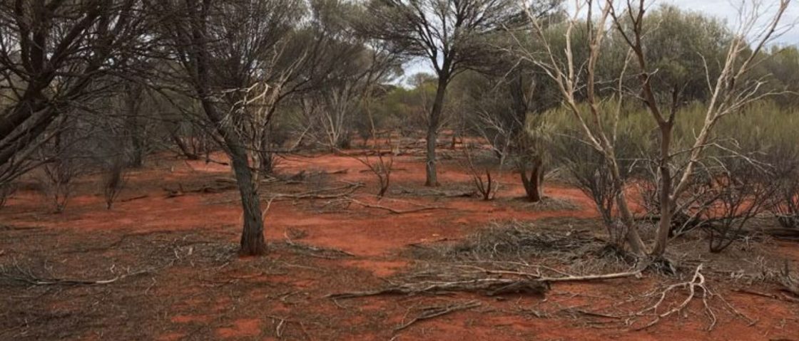 Discovex gold project WA
