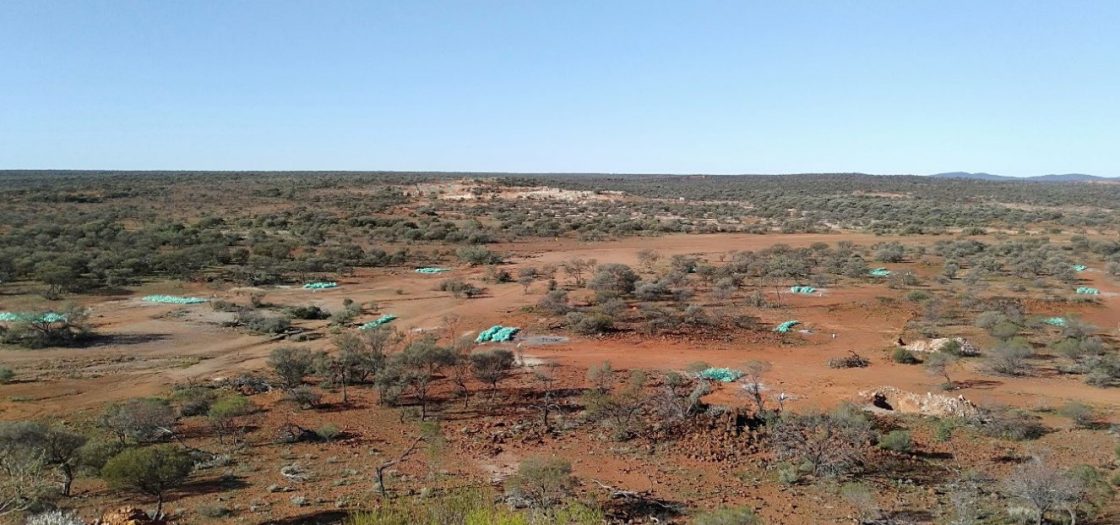 Aldoro delivers multiple 50 metre-plus pegmatite intervals at Niobe in WA