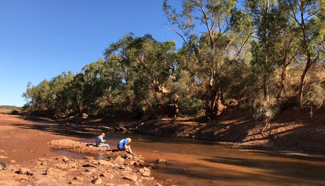 Cazaly Resources unearths ‘major’ regional REE trend at Ashburton Project in WA   