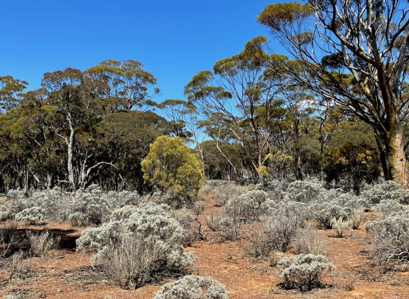 Larvotto defines lithium mineralised pegmatites and REO zones at Eyre Project, WA