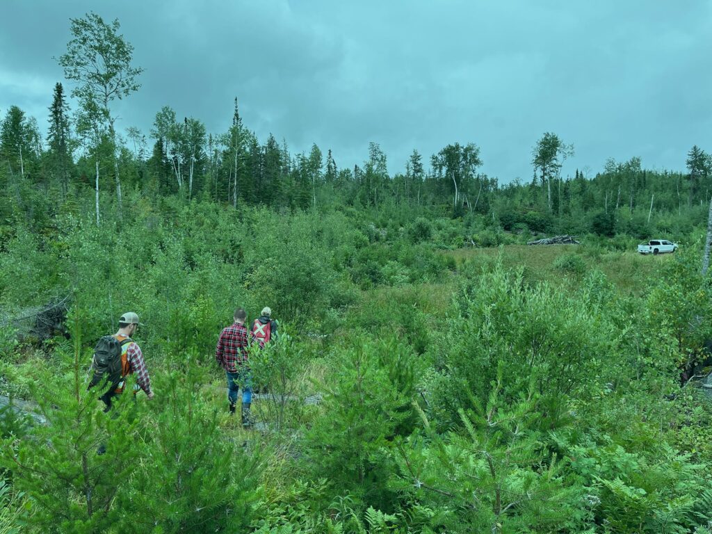 Critical Resources records up to 3.2% Li2O in samples from Mavis Lake Lithium Project, Ontario