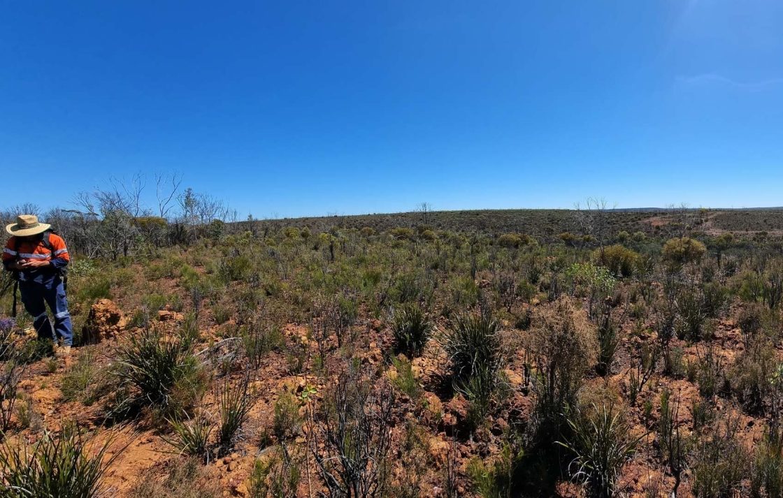 Forrestania Resources shares skyrocket following 63m-wide pegmatite at namesake project, WA