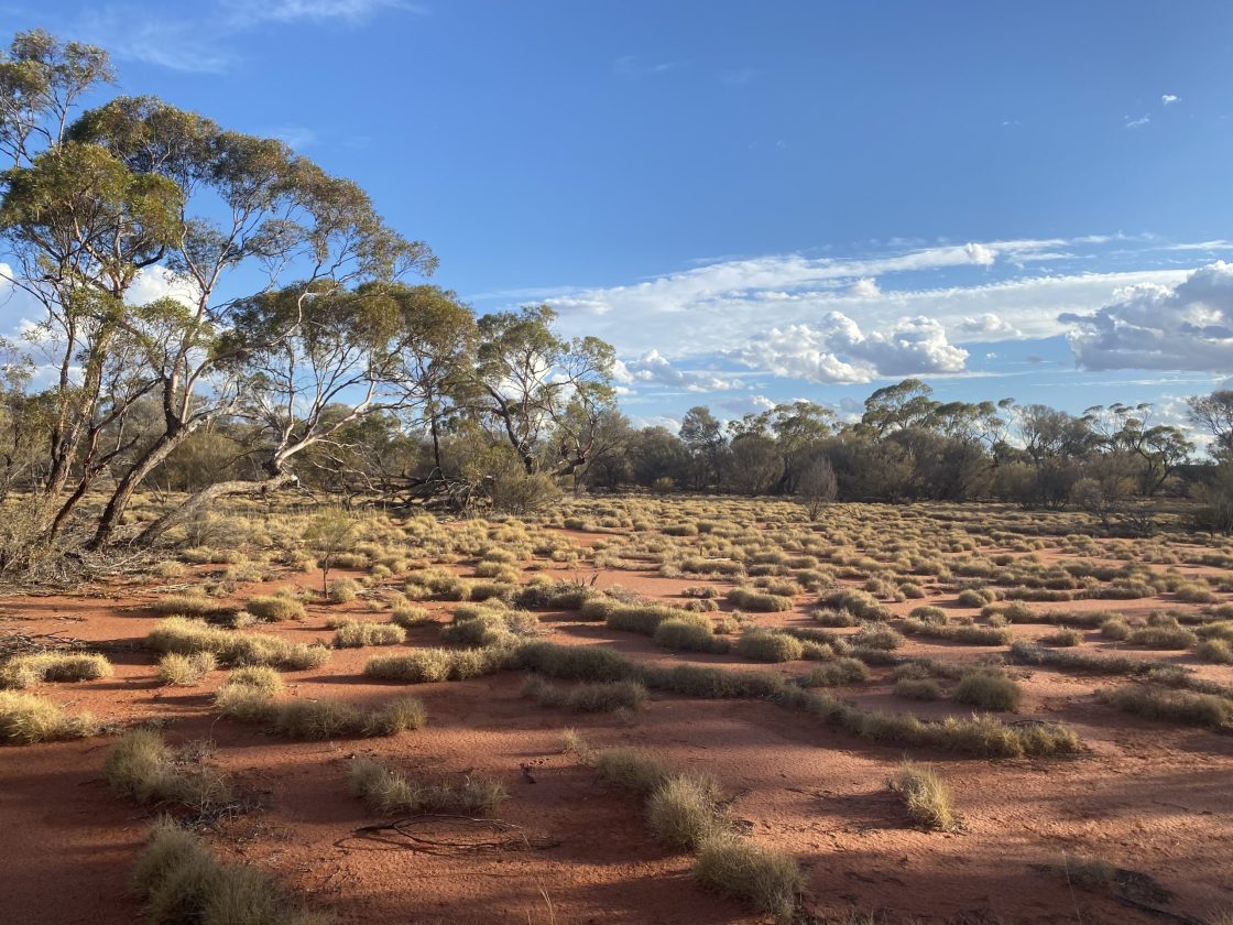 Western Mines continues targeting Mulga Tank’s shallow mineralisation