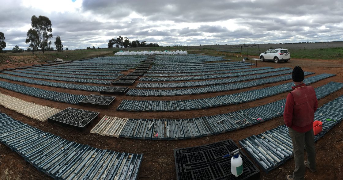 Kincora doubles down with new Macquarie Arc ground 