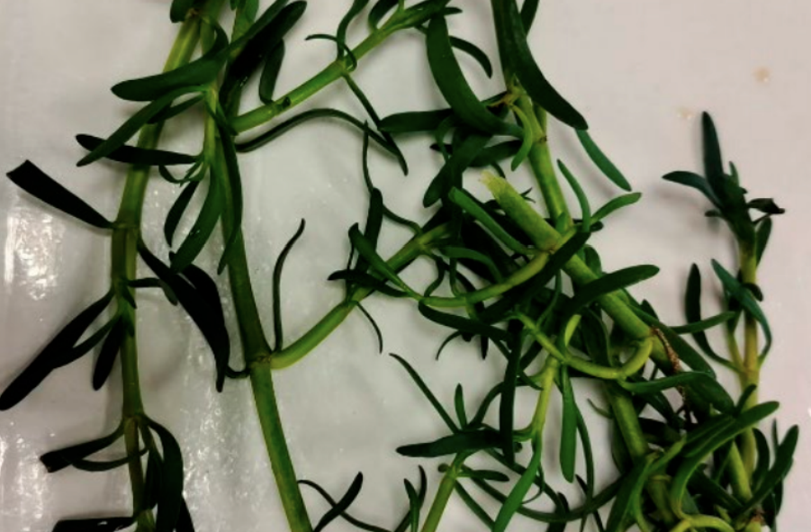 BPH Global seaweed