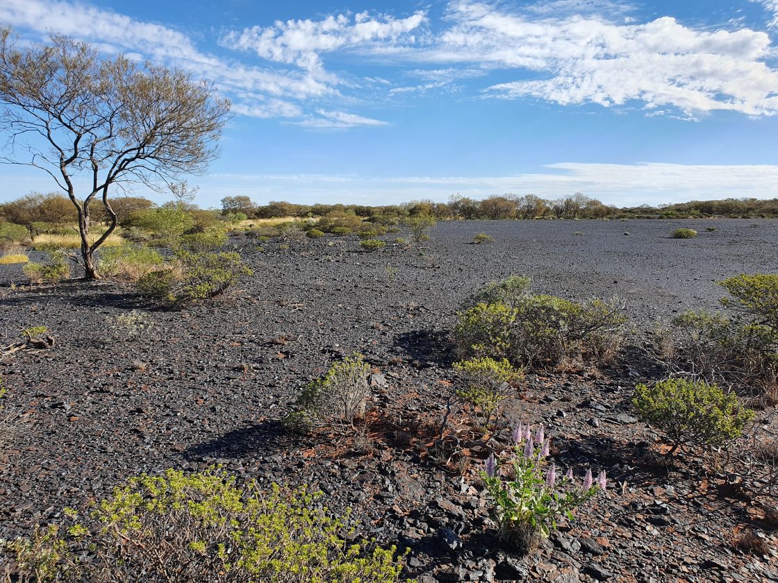 Black Canyon wins co-funded drilling grant for Wandanya