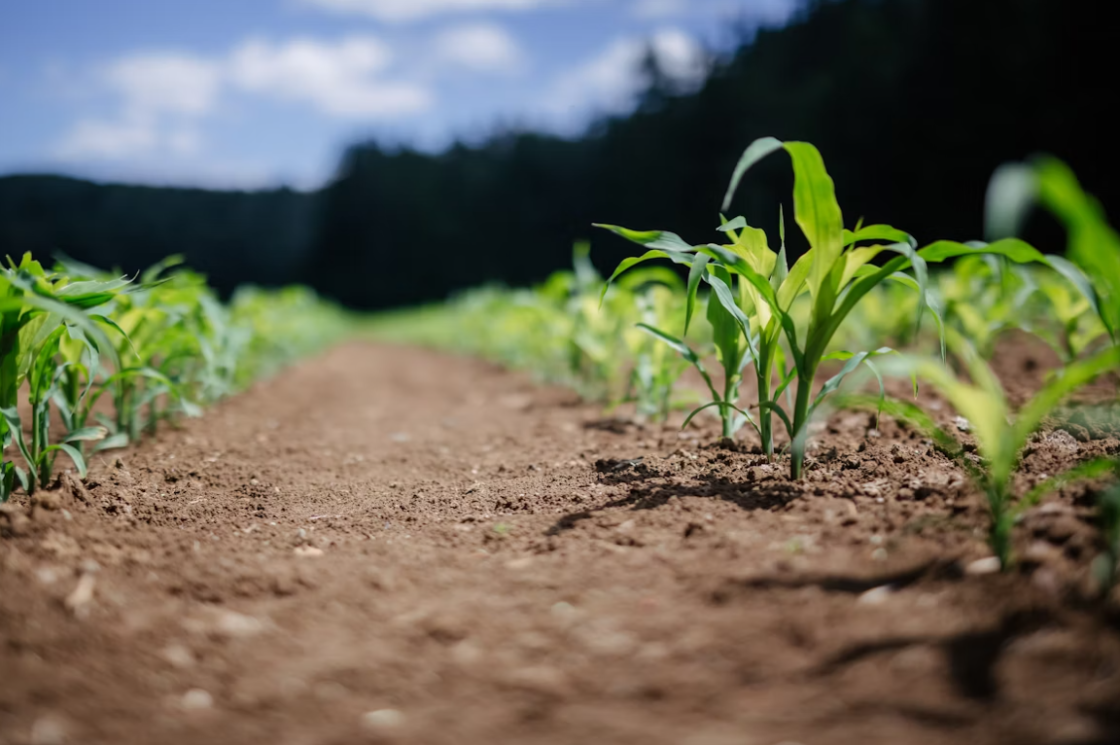 Agriculture
