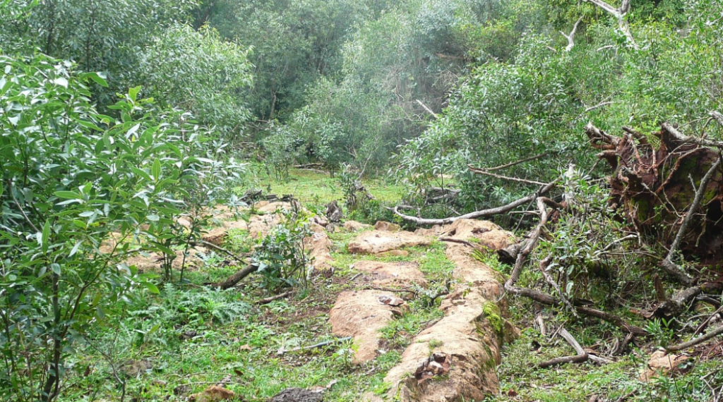 Aguia