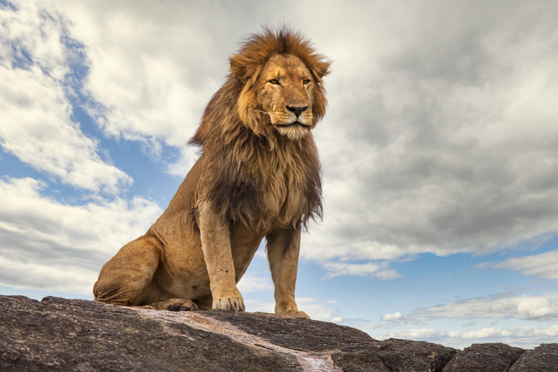 Lion to become king of mining jungle
