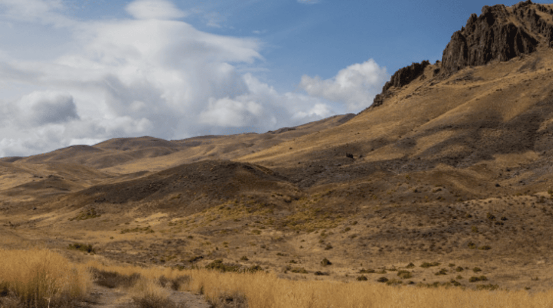 Stallion gallops into Coyote drilling