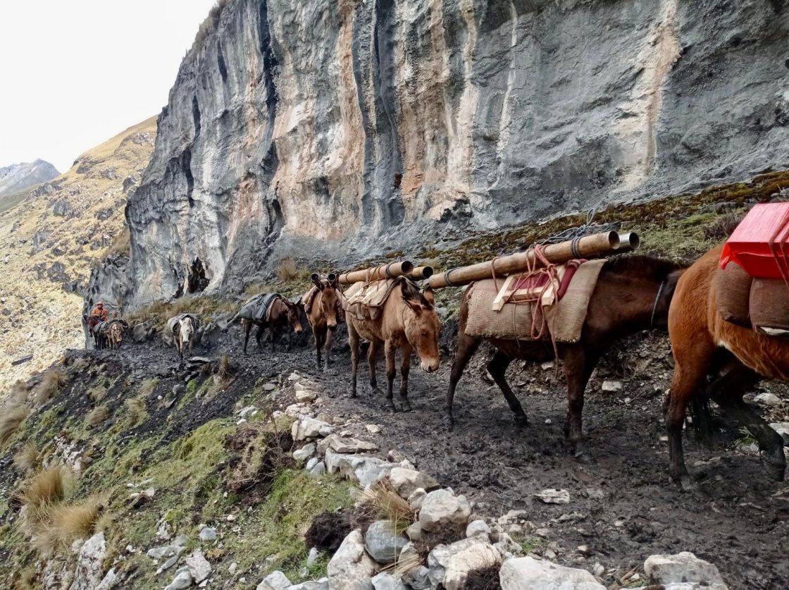 25 Oct 2025 mules with drill pipes