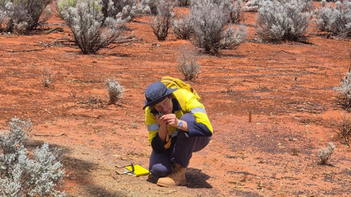 Auravelle shines with 90.5% gold recovery at Sheoak