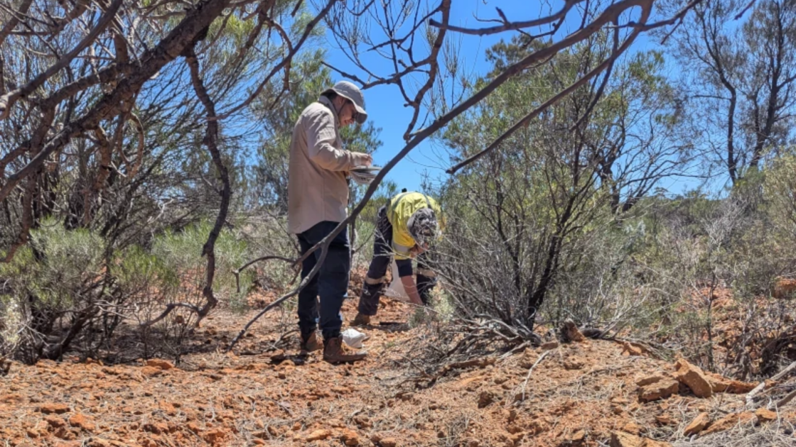 Accelerate Resources Balagundi Gold Project in Western Australia