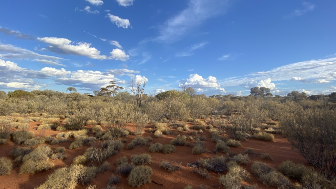 Western Mines reports ‘strong’ nickel results at Mulga Tank
