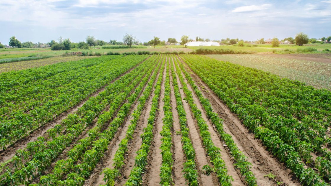Image of agricultural land and farming